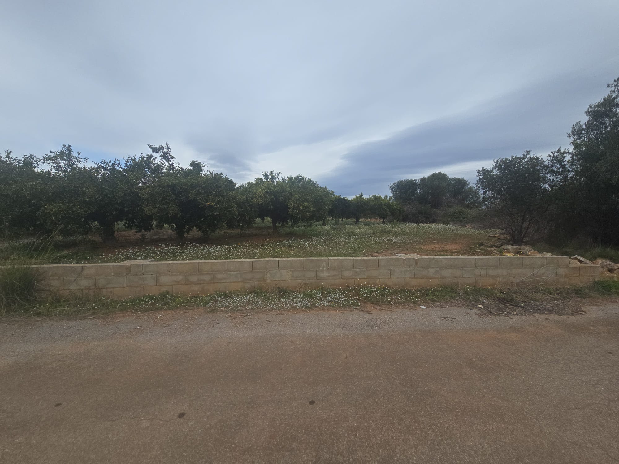 Suelo rústico situado en Vila-real (Castellón)